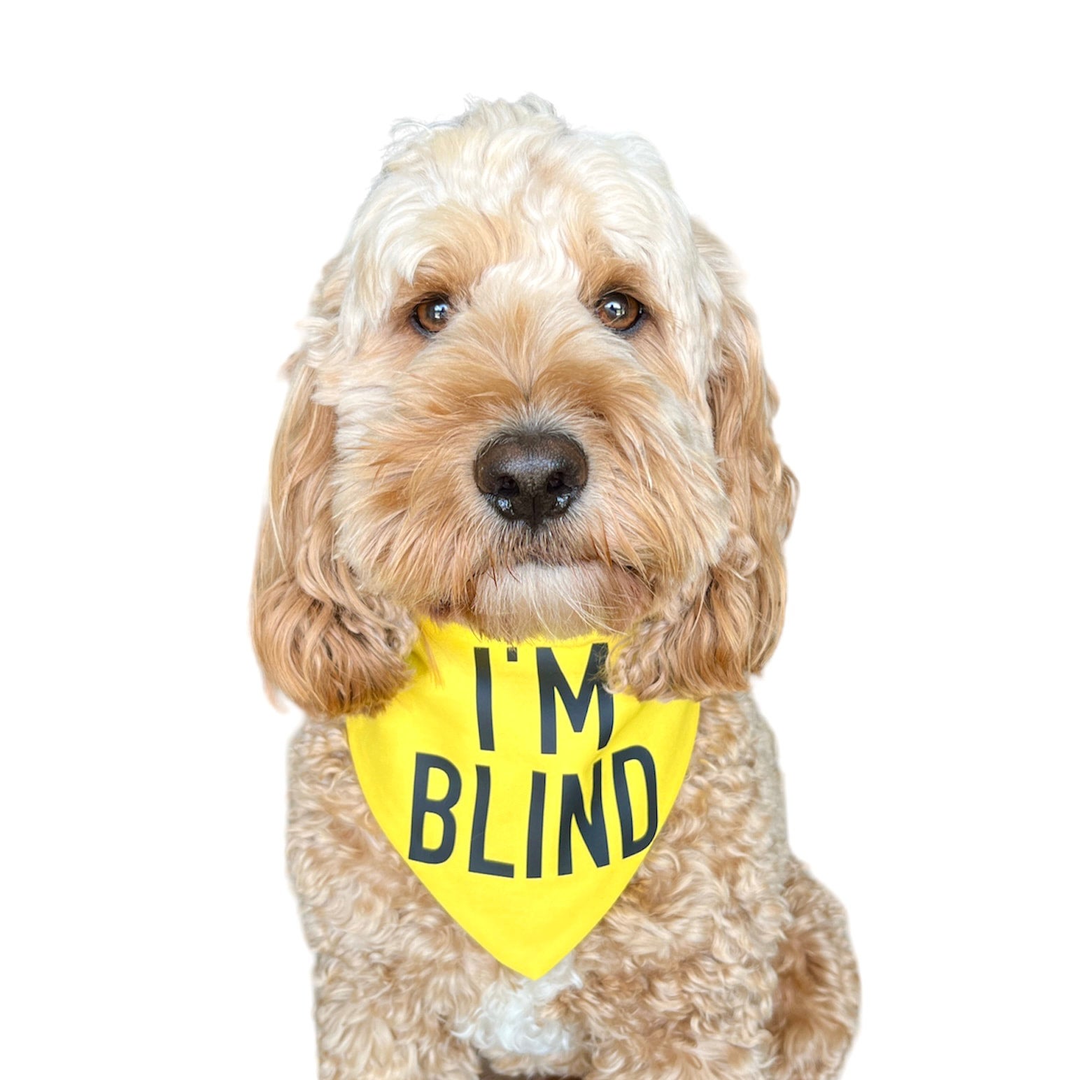 Blind dog bandana top